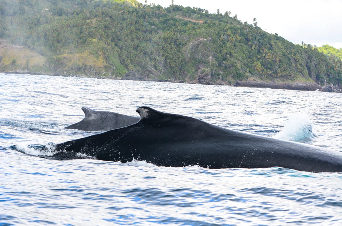 Temporada de ballenas jorobadas